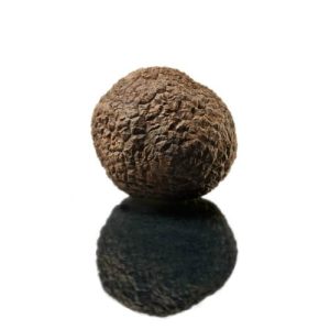Trufa Negra Fresca